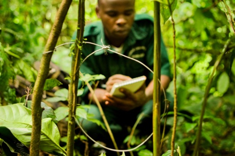 Junior Ranger Godi Nyesiga takes down data before removing a neck snare. 