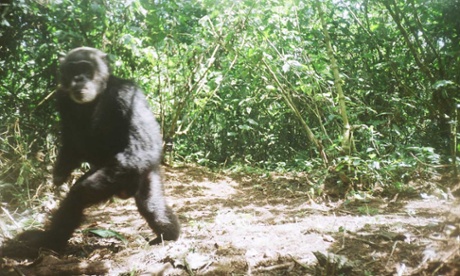 A chimp who lost both hands to snares caught on camera trap in Kibale National Park.