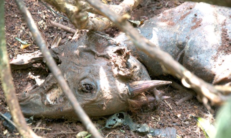 A red duiker left decomposing in a wire neck snare. Since poachers do not regularly monitor their snares, animals are left to suffocate, dehydrate, and starve to death. 