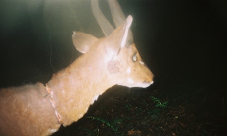 A bushbuck with a snare wound on camera trap.