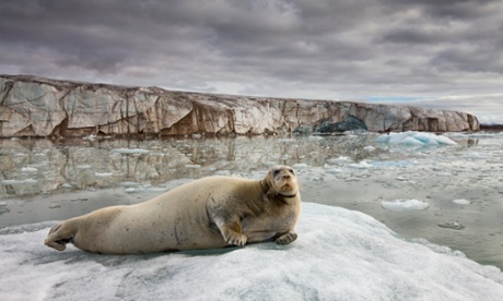 A bearded seal. Greeland’s hunters ‘harvest’ approximately 150,000 seals a year, and biologists calculate that a figure of 500,000 annually would be sustainable. 