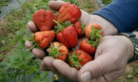 British strawberry production has increased by 36% in the past five years.