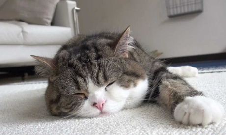 Maru is the most popular cat on YouTube.