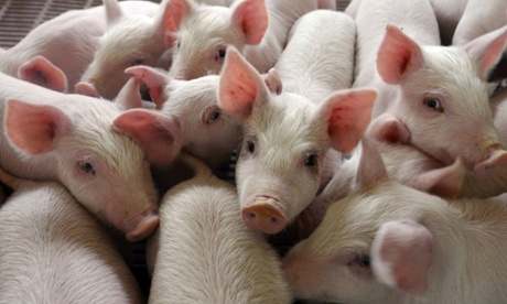 pigs pig farm farming