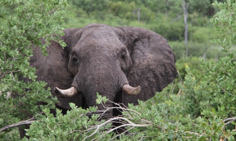 An adult elephant looking through trees.