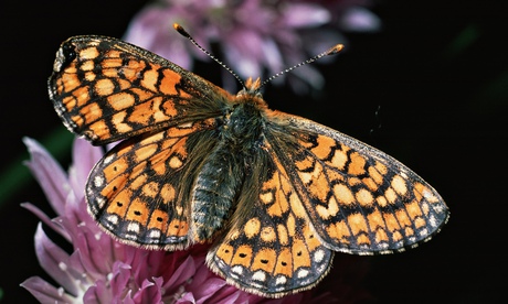 Marsh fritillary butterfly