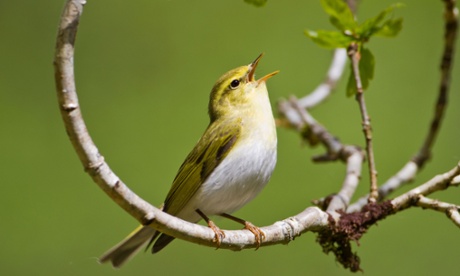 Wood warblers spray their notes in an ecstatic downward trill.