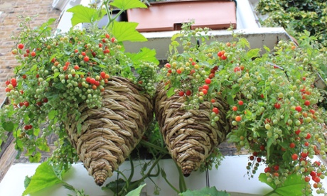 Baskets of tomatoes hanging from Mark Ridsdill Smith’s windows.