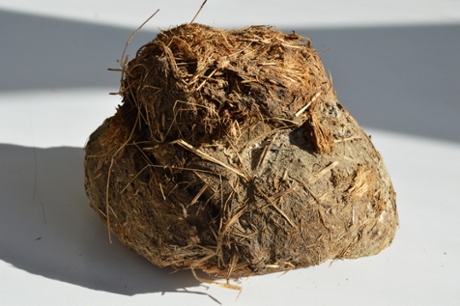 Elephant dung given to Scheidemann by Chris Ofili. Scheidemann keeps it around the New York City studio for Ofili’s older works.