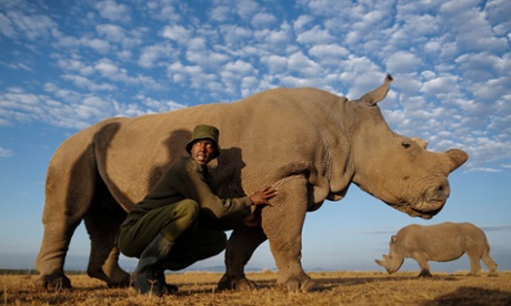 Northern white rhinoceros