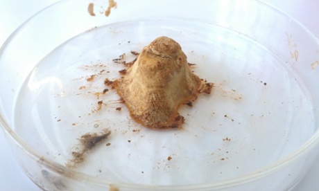 Pembient 3D printed horn