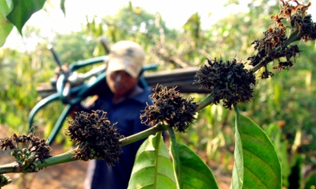 A Vietnamese farmer walks past a drought-hit coffee plantation in Cu M'gar district, in Vietnam's central highland Daklak province March 9, 2005.