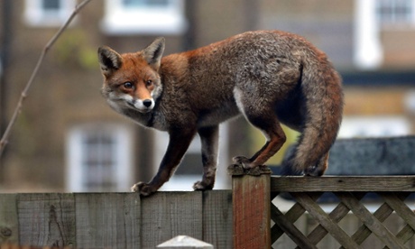 urban fox