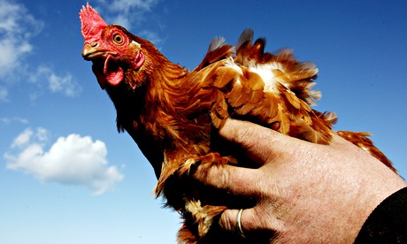 Man holding a chicken