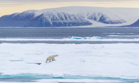 polar bear canadian arctic