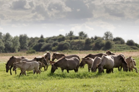 Konik horses on Wicken Fen.