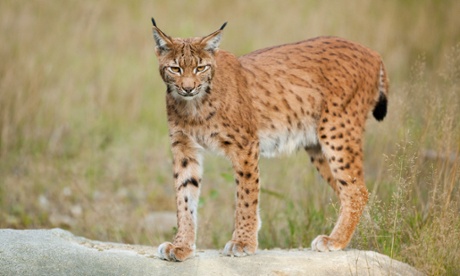 Lynx.