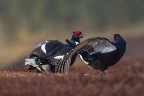 Black grouse.