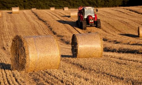 round bales of straw