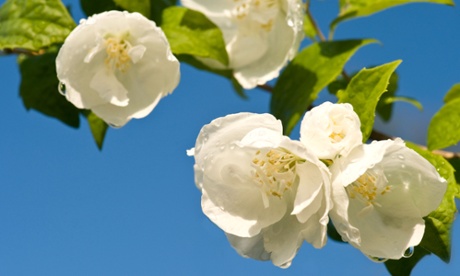 Short and sweet: the Philadelphus is another short-lived beauty.