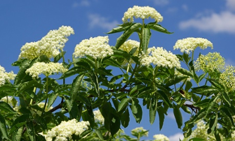 elderflower