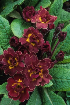 Primula vulgaris 'Chocolate Soldier'