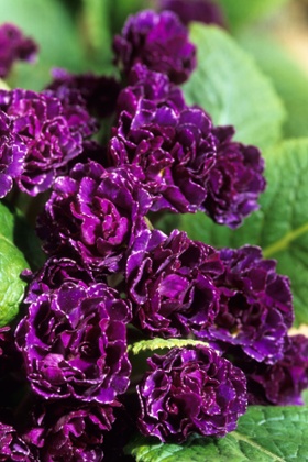 Primula vulgaris 'Miss Indigo'