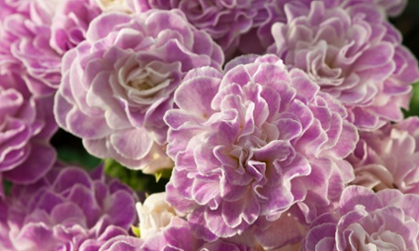 Primula vulgaris 'Belarina Pink Ice'