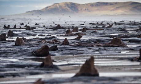 Bronze Age Forest  Revelaed by Storms in Wales