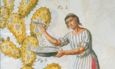 A native central american harvesting cochineal beetles from a cactus.