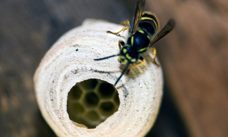 Queen wasp building the nest. 