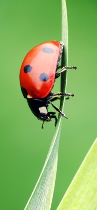 Seven-spot ladybird