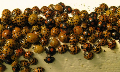 Harlequin ladybirds