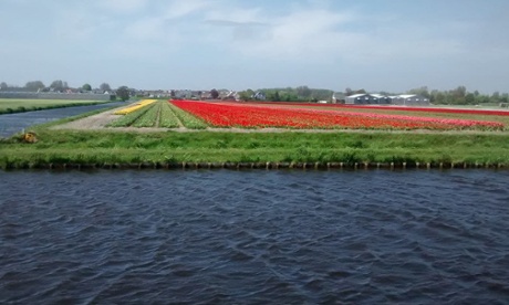 Tulip fields were greeted by cheers from the cyclists