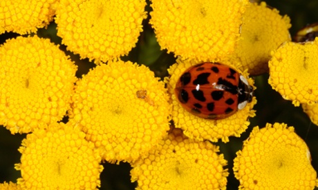Harlequin ladybird