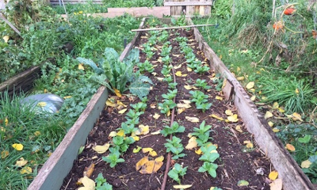 Rohan Anderson's beans