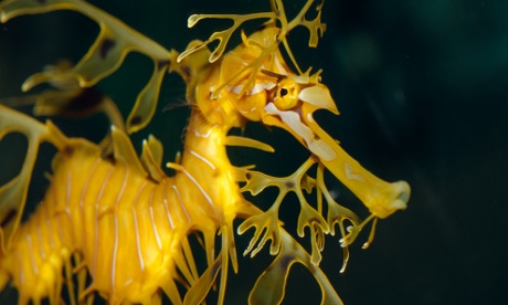 Seadragon