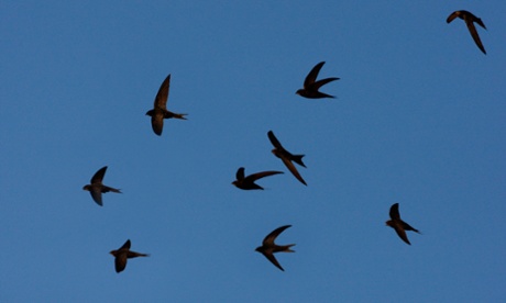 The aerial acrobatics of swifts in flight.