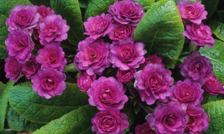 Primula vulgaris 'Marie Crousse'