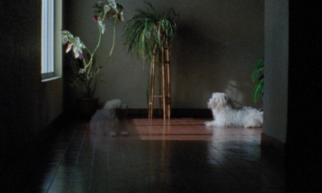 The award-winning dog in Arabian Nights.