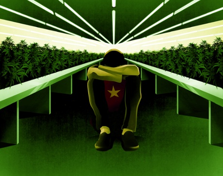 The number of Vietnamese cannabis factories in the UK has grown by 150% in the last two years