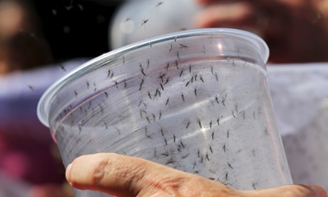 Genetically modified male Aedes aegypti mosquitoes are released in Piracicaba, Brazil.