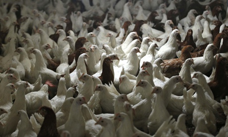 Hens at a chicken farm