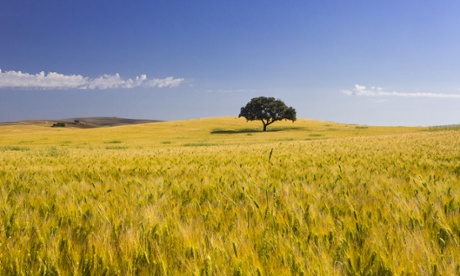 A field of wheat.