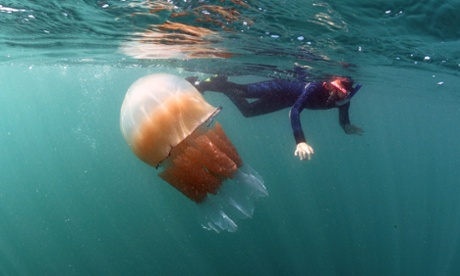 A barrel jellyfish seen off the coast of Dorset.
