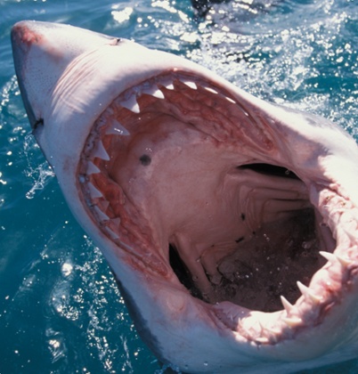 Great white shark