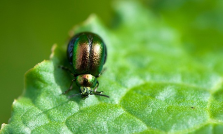 A green dock beetle: on a leaf