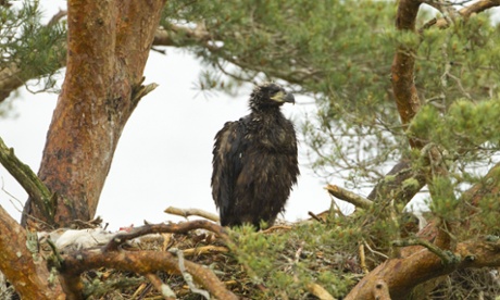 A five-week-old white-tailed eagle chick in a nest in the Scottish Highlands.