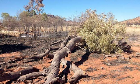 Ghost gums near Alice Springs