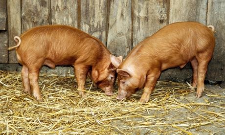 tamworth piglets playing in hay barn